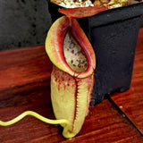 Nepenthes spathulata x tenuis