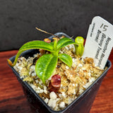 Nepenthes macrophylla