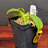 Nepenthes macrophylla