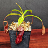 Nepenthes singalana x diabolica, BE-3900