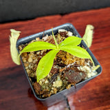 Nepenthes northiana