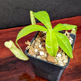 Nepenthes northiana