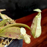 Nepenthes rafflesiana (JB x 'Thick Lip'), CAR-0368 Wholesale