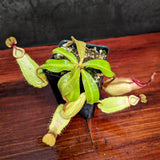 Nepenthes [(Viking x ampullaria) x ampullaria] x veitchii 'Pink Candy Cane', CAR-0233 Wholesale