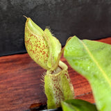 Nepenthes [(Viking x ampullaria) x ampullaria] x veitchii 'Pink Candy Cane', CAR-0233 Wholesale