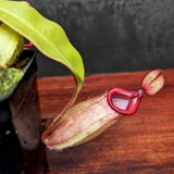 Nepenthes [(Viking x ampullaria) x ampullaria] x veitchii 'Pink Candy Cane', CAR-0233 Wholesale