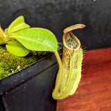 Nepenthes maxima (x) x veitchii (m), CAR-0245