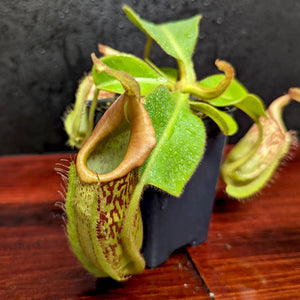 Nepenthes maxima (x) x veitchii (m), CAR-0245