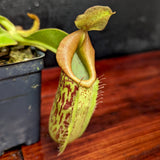 Nepenthes maxima (x) x veitchii (m), CAR-0245