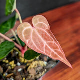 Anthurium [(crystallinum x magnificum) x 'Ace of Spades' FTG] x ('Red Crystallinum' x magnificum), CAR-0359