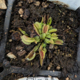 Venus Flytrap - Dionaea muscipula 'B-52'