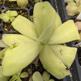 Pinguicula gigantea butterwort plant