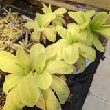 Pinguicula gigantea butterwort plant