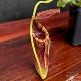 Nepenthes lowii x tenuis