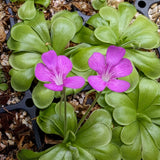 Pinguicula hemiepiphytica x cyclosecta Butterwort