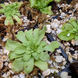 Pinguicula 'Seductora' Butterwort