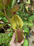 Nepenthes [(Rokko x boschiana) x veitchii] x veitchii (m) - clone W