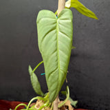 Philodendron maximum