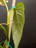 Philodendron maximum