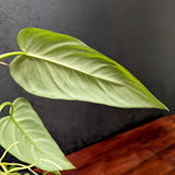 Philodendron maximum