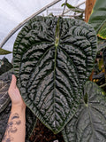 Anthurium luxurians