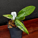 Anthurium Renaissance variegated - Exact Plant 10/06/23