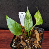 Anthurium Renaissance variegated - Exact Plant 10/06/23