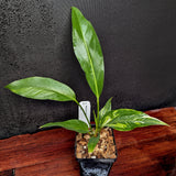 Anthurium Renaissance variegated - Exact Plant 10/06/23