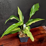 Anthurium Renaissance variegated - Exact Plant 10/06/23