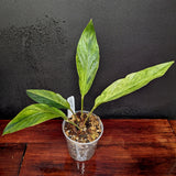 Anthurium Renaissance variegated - Exact Plant 10/06/23