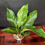 Anthurium Renaissance variegated - Exact Plant 10/06/23