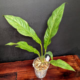 Anthurium Renaissance variegated - Exact Plant 10/06/23