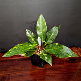 Anthurium Renaissance variegated - Exact Plant 10/06/23