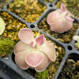 Pinguicula 'Sethos' Butterwort