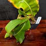 Nepenthes veitchii Bareo Squat