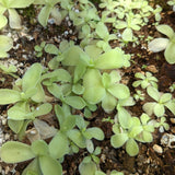 Pinguicula gigantea butterwort plant