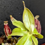 Nepenthes rafflesiana x ampullaria 'Black Miracle', CAR-0121