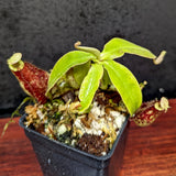 Nepenthes rafflesiana x ampullaria 'Black Miracle', CAR-0121