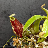 Nepenthes rafflesiana x ampullaria 'Black Miracle', CAR-0121