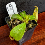 Nepenthes veitchii Bareo, BE-3734