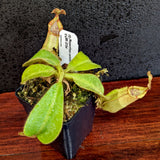 Nepenthes veitchii Bareo, BE-3734