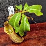 Nepenthes veitchii "Cobra"