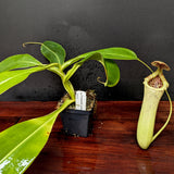 Nepenthes sibuyanensis "Patches" x truncata (c) - Giant, CAR-0029