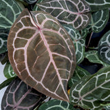 Anthurium 'Michelle' by Doc Block