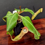 Nepenthes platychila x clipeata - Exact Plant