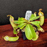 Nepenthes veitchii ("Big Mama" x "Pink Candy Cane"), CAR-0001