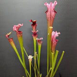 Sarracenia 'Dana's Delight'