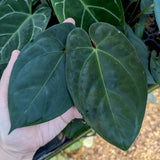 Anthurium Indo Hoffmannii x papillilaminum, CAR-0379