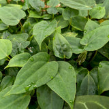 Anthurium magnificum x papillilaminum (FSxRL), CAR-0380