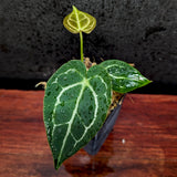 Anthurium crystallinum x luxurians